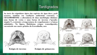 TardígradosTardígrados
 