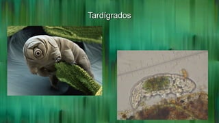 TardígradosTardígrados
 