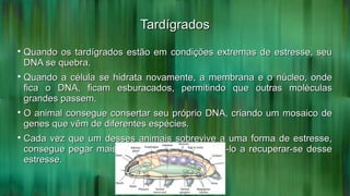 TardígradosTardígrados

Quando os tardígrados estão em condições extremas de estresse, seuQuando os tardígrados estão em condições extremas de estresse, seu
DNA se quebra.DNA se quebra.

Quando a célula se hidrata novamente, a membrana e o núcleo, ondeQuando a célula se hidrata novamente, a membrana e o núcleo, onde
fica o DNA, ficam esburacados, permitindo que outras moléculasfica o DNA, ficam esburacados, permitindo que outras moléculas
grandes passem.grandes passem.

O animal consegue consertar seu próprio DNA, criando um mosaico deO animal consegue consertar seu próprio DNA, criando um mosaico de
genes que vêm de diferentes espécies.genes que vêm de diferentes espécies.

Cada vez que um desses animais sobrevive a uma forma de estresse,Cada vez que um desses animais sobrevive a uma forma de estresse,
consegue pegar mais genes que podem ajudá-lo a recuperar-se desseconsegue pegar mais genes que podem ajudá-lo a recuperar-se desse
estresse.estresse.
 