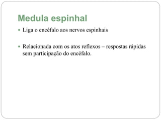 Medula espinhal
 Liga o encéfalo aos nervos espinhais
 Relacionada com os atos reflexos – respostas rápidas
sem participação do encéfalo.
 