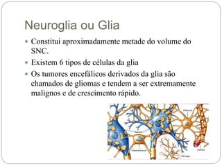 Neuroglia ou Glia
 Constitui aproximadamente metade do volume do
SNC.
 Existem 6 tipos de células da glia
 Os tumores encefálicos derivados da glia são
chamados de gliomas e tendem a ser extremamente
malignos e de crescimento rápido.
 