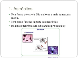 1- Astrócitos
 Tem forma de estrela. São maiores e mais numerosas
da glia.
 Tem como funções suporte aos neurônios;
 Isolam os neurônios de substâncias prejudiciais;
 