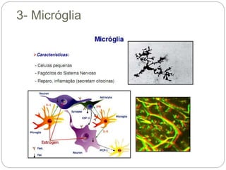3- Micróglia
 