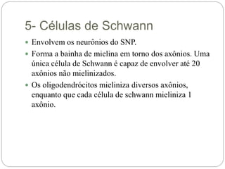 5- Células de Schwann
 Envolvem os neurônios do SNP.
 Forma a bainha de mielina em torno dos axônios. Uma
única célula de Schwann é capaz de envolver até 20
axônios não mielinizados.
 Os oligodendrócitos mieliniza diversos axônios,
enquanto que cada célula de schwann mieliniza 1
axônio.
 