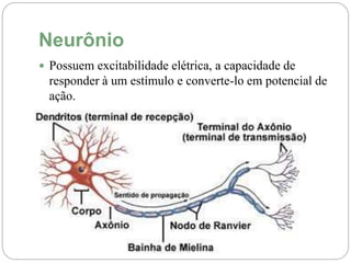 Neurônio
 Possuem excitabilidade elétrica, a capacidade de
responder à um estímulo e converte-lo em potencial de
ação.
 