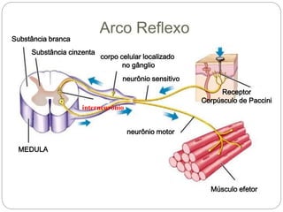 Arco Reflexo
interneurônio
Substância cinzenta
Substância branca
corpo celular localizado
no gânglio
Receptor
Corpúsculo de Paccini
neurônio motor
Músculo efetor
MEDULA
neurônio sensitivo
 