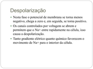 Despolarização
 Nesta fase o potencial de membrana se torna menos
negativo, chega a zero e, em seguida, se torna positivo.
 Os canais controlados por voltagem se abrem e
permitem que o Na+ entre rapidamente na célula, isso
causa a despolarização.
 Tanto gradiente elétrico quanto químico favorecem o
movimento de Na+ para o interior da célula.
 