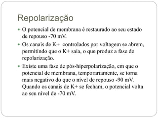 Repolarização
 O potencial de membrana é restaurado ao seu estado
de repouso -70 mV.
 Os canais de K+ controlados por voltagem se abrem,
permitindo que o K+ saia, o que produz a fase de
repolarização.
 Existe uma fase de pós-hiperpolarização, em que o
potencial de membrana, temporariamente, se torna
mais negativo do que o nível de repouso -90 mV.
Quando os canais de K+ se fecham, o potencial volta
ao seu nível de -70 mV.
 