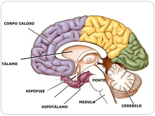 CORPO CALOSO
HIPÓFISE
HIPOTÁLAMO
TÁLAMO
PONTE
MEDULA
CEREBELO
CORPO CALOSO
TÁLAMO
 