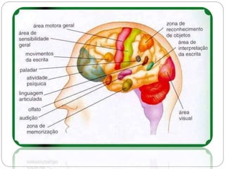 Divisão do Sistema Nervoso
 Sistema Nervoso Periférico (SNP) - Nervos
Gânglios
 
