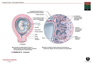 Fisiologia - Sistema Reprodutivo