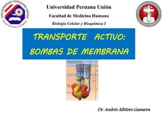 TRANSPORTE ACTIVO:
BOMBAS DE MEMBRANA
Universidad Peruana Unión
Facultad de Medicina Humana
Biología Celular y Bioquímica I
Dr. Andrés Albitres Gamarra
 