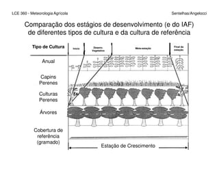 LCE 360 - Meteorologia Agrícola Sentelhas/Angelocci
Comparação dos estágios de desenvolvimento (e do IAF)
de diferentes tipos de cultura e da cultura de referência
Anual
Capins
Perenes
Tipo de Cultura Início Desenv.
Vegetativo
Meia-estação
Final da
estação
Estação de Crescimento
Perenes
Culturas
Perenes
Árvores
Cobertura de
referência
(gramado)
 