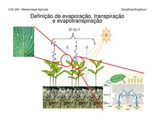 Definição de evaporação, transpiração
e evapotranspiração
LCE 360 - Meteorologia Agrícola Sentelhas/Angelocci
 