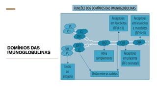 DOMÍNIOS DAS
IMUNOGLOBULINAS
 