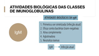 ATIVIDADES BIOLÓGICAS DAS CLASSES
DE IMUNOGLOBULINAS
IgM
 