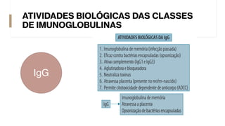 ATIVIDADES BIOLÓGICAS DAS CLASSES
DE IMUNOGLOBULINAS
IgG
 