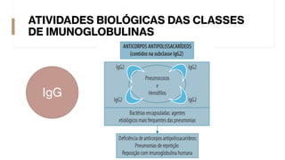 ATIVIDADES BIOLÓGICAS DAS CLASSES
DE IMUNOGLOBULINAS
IgG
 