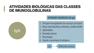ATIVIDADES BIOLÓGICAS DAS CLASSES
DE IMUNOGLOBULINAS
IgA
 
