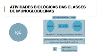 ATIVIDADES BIOLÓGICAS DAS CLASSES
DE IMUNOGLOBULINAS
IgE
 