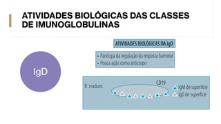 ATIVIDADES BIOLÓGICAS DAS CLASSES
DE IMUNOGLOBULINAS
IgD
 
