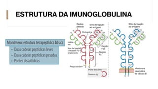 ESTRUTURA DA IMUNOGLOBULINA
 