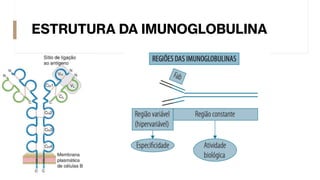 ESTRUTURA DA IMUNOGLOBULINA
 