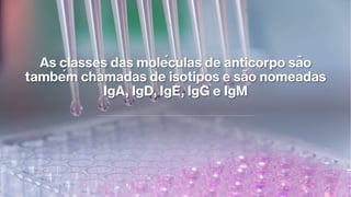 As classes das moléculas de anticorpo são
também chamadas de isotipos e são nomeadas
IgA, IgD, IgE, IgG e IgM
 