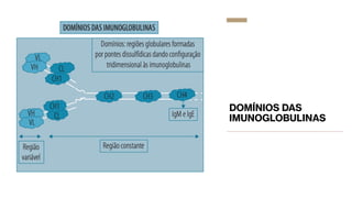 DOMÍNIOS DAS
IMUNOGLOBULINAS
 