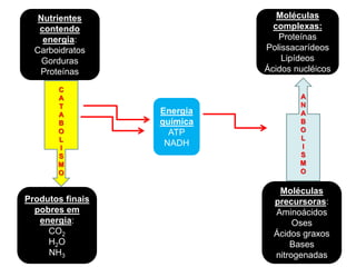Nutrientes
contendo
energia:
Carboidratos
Gorduras
Proteínas
Moléculas
precursoras:
Aminoácidos
Oses
Ácidos graxos
Bases
nitrogenadas
Moléculas
complexas:
Proteínas
Polissacarídeos
Lipídeos
Ácidos nucléicos
Produtos finais
pobres em
energia:
CO2
H2O
NH3
Energia
química
ATP
NADH
C
A
T
A
B
O
L
I
S
M
O
A
N
A
B
O
L
I
S
M
O
EXERGÔNICAS
ENDERGÔNICAS
 