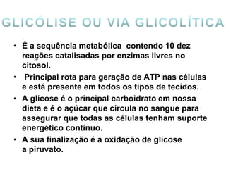 • É a sequência metabólica contendo 10 dez
reações catalisadas por enzimas livres no
citosol.
• Principal rota para geração de ATP nas células
e está presente em todos os tipos de tecidos.
• A glicose é o principal carboidrato em nossa
dieta e é o açúcar que circula no sangue para
assegurar que todas as células tenham suporte
energético contínuo.
• A sua finalização é a oxidação de glicose
a piruvato.
 