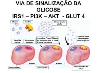 VIA DE SINALIZAÇÃO DA
GLICOSE
IRS1 – PI3K – AKT - GLUT 4
 