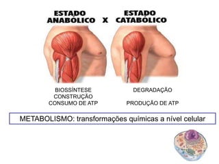 BIOSSÍNTESE
CONSTRUÇÃO
CONSUMO DE ATP
DEGRADAÇÃO
PRODUÇÃO DE ATP
METABOLISMO: transformações químicas a nível celular
 