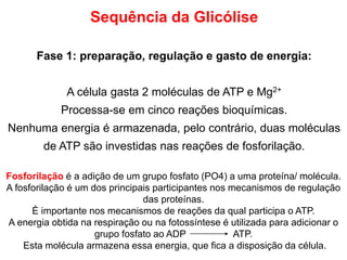 Sequência da Glicólise
Fase 1: preparação, regulação e gasto de energia:
A célula gasta 2 moléculas de ATP e Mg2+
Processa-se em cinco reações bioquímicas.
Nenhuma energia é armazenada, pelo contrário, duas moléculas
de ATP são investidas nas reações de fosforilação.
Fosforilação é a adição de um grupo fosfato (PO4) a uma proteína/ molécula.
A fosforilação é um dos principais participantes nos mecanismos de regulação
das proteínas.
É importante nos mecanismos de reações da qual participa o ATP.
A energia obtida na respiração ou na fotossíntese é utilizada para adicionar o
grupo fosfato ao ADP ATP.
Esta molécula armazena essa energia, que fica a disposição da célula.
 