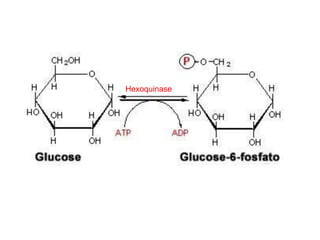 Hexoquinase
 