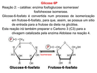Glicose 6P
Reação 2: - catálise: enzima fosfoglucose isomerase/
fosfohexose isomerase.
Glicose-6-fosfato é convertida num processo de isomerização
em frutose-6-fosfato, para que, assim, se possua um sítio
de entrada para a frutose da dieta na glicólise.
Esta reação irá também preparar o Carbono 3 (C3) para a
clivagem catalizada pela enzima Aldolase na reação 4.
Isomerase
 