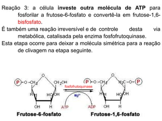 Reação 3: a célula investe outra molécula de ATP para
fosforilar a frutose-6-fosfato e convertê-la em frutose-1,6-
bisfosfato.
É também uma reação irreversível e de controle desta via
metabólica, catalisada pela enzima fosfofrutoquinase.
Esta etapa ocorre para deixar a molécula simétrica para a reação
de clivagem na etapa seguinte.
fosfofrutoquinase
 
