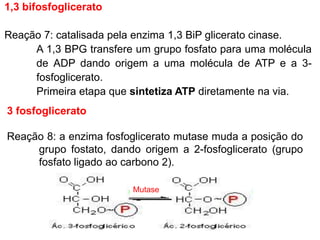 1,3 bifosfoglicerato
Reação 7: catalisada pela enzima 1,3 BiP glicerato cinase.
A 1,3 BPG transfere um grupo fosfato para uma molécula
de ADP dando origem a uma molécula de ATP e a 3-
fosfoglicerato.
Primeira etapa que sintetiza ATP diretamente na via.
3 fosfoglicerato
Reação 8: a enzima fosfoglicerato mutase muda a posição do
grupo fostato, dando origem a 2-fosfoglicerato (grupo
fosfato ligado ao carbono 2).
Mutase
 