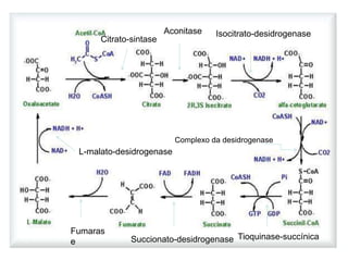 Citrato-sintase
Aconitase
Fumaras
e Succionato-desidrogenase Tioquinase-succínica
L-malato-desidrogenase
Isocitrato-desidrogenase
Complexo da desidrogenase
 