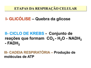 ETAPAS DA RESPIRAÇÃO CELULAR
I- GLICÓLISE – Quebra da glicose
III- CADEIA RESPIRATÓRIA – Produção de
moléculas de ATP
II- CICLO DE KREBS - Conjunto de
reações que formam CO2 - H2O - NADH2
- FADH2
 