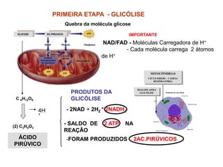 GLICOSE AC.PIRUVICO
PRIMEIRA ETAPA - GLICÓLISE
Quebra da molécula glicose
C 6H12O6
(2) C3H4O3
4H
+
NAD/FAD - Moléculas Carregadora de H+
- Cada molécula carrega 2 átomos
de H+
ÁCIDO
PIRÚVICO
- 2NAD + 2H2
= 2NADH2
-FORAM PRODUZIDOS 2AC.PIRÚVICOS
MITOCÔNDRIAS
CICLO KREBS – CADEIA
RESPIRATÓRIA
HIALOPLASMA
GLICÓLISE
IMPORTANTE
- SALDO DE 2 ATP NA
REAÇÃO
PRODUTOS DA
GLICÓLISE
 