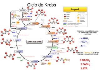 Ciclo de Krebs
PRODUTOS FORMADOS NO CICLO
DE KREBS POR CADA ÁCIDO
PIRÚVICO
3 NADH2
1 FADH2
1 ATP
COMO SÃO 2 MOLÉCULAS DE ÁCIDO
PIRÚVICO, O RESULTADO FINAL É:
6 NADH2
2 FADH2
2 ATP
 