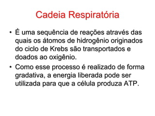 Cadeia Respiratória
• É uma sequência de reações através das
quais os átomos de hidrogênio originados
do ciclo de Krebs são transportados e
doados ao oxigênio.
• Como esse processo é realizado de forma
gradativa, a energia liberada pode ser
utilizada para que a célula produza ATP.
 