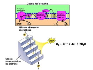 NADH NAD
Complexo
Enzimático
I
Q
Cit c
Complexo
Enzimático
II
Complexo
Enzimático
III
H+
½ O2 H2O
H+
Cadeia respiratória
Elétrons altamente
energéticos
Cadeia
transportadora
De elétrons
O2 + 4H+ + 4e-  2H2O
 