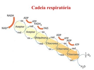 Cadeia respiratória
 