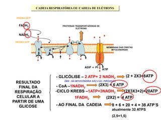 CADEIA RESPIRATÓRIA OU CADEIA DE ELÉTRONS
NADH2
FADH2
MEMBRANA DAS CRISTAS
MITOCONDRIAIS
PROTEÍNAS TRANSPORTADORAS DE
ELÉTRONS
RESULTADO
FINAL DA
RESPIRAÇÃO
CELULAR A
PARTIR DE UMA
GLICOSE
- GLICÓLISE – 2 ATP+ 2 NADH2
(2 + 2X3=8ATP
-CICLO KREBS –1ATP+3NADH2 (2X3X3+2)=20ATP
1FADH2 (2X2) = 4 ATP
- CoA –1NADH2
(2X3) = 6 ATP
- AO FINAL DA CADEIA 8 + 6 + 20 + 4 = 38 ATP’S
atualmente 32 ATPS
(2,5+1,5)
OBS - NA MITOCÔNDRIA SÃO 2 AC. PIRÚVICOS
ORIGINA 3ATP
ORIGINA 2ATP
 
