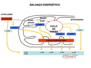 GLICÓLISE
Ácido
pirúvic
o
Acetil-
CoA
CADEIA RESPIRATÓRIA
2 ATP 6 ATP 6 ATP 18 ATP 4 ATP
2 ATP
2 ATP
2 ATP
2 NADH
2 NADH
6 NADH 2 FADH
CICLO
DE
KREBS
MITOCÔNDRIA
CITOPLASMA
BALANÇO ENERGÉTICO
 