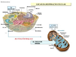 LOCAIS DA RESPIRAÇÃO CELULAR
2a. CICLO DE
KREBS
3a. CADEIA
RESPIRATÓRIA
1a.
GLICÓLISE
HIALOPLASMA
M I T O C Ô N D R I A S
Membrana externa
 