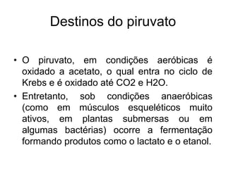 Destinos do piruvato
• O piruvato, em condições aeróbicas é
oxidado a acetato, o qual entra no ciclo de
Krebs e é oxidado até CO2 e H2O.
• Entretanto, sob condições anaeróbicas
(como em músculos esqueléticos muito
ativos, em plantas submersas ou em
algumas bactérias) ocorre a fermentação
formando produtos como o lactato e o etanol.
 