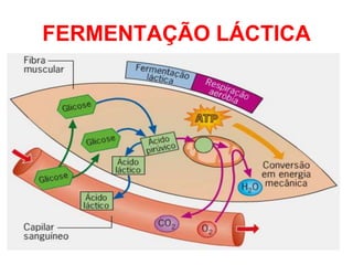 FERMENTAÇÃO LÁCTICA
 